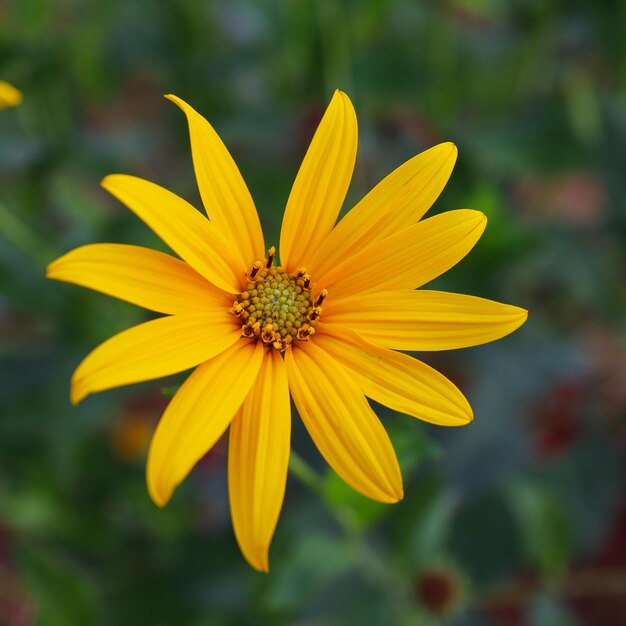 Foto close-up de uma flor amarela