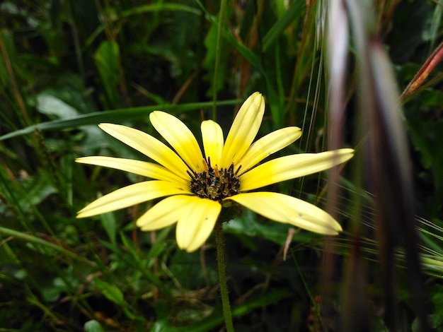 Foto close-up de uma flor amarela