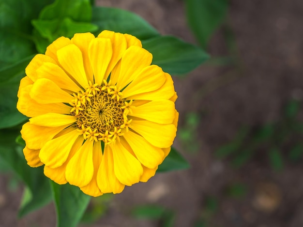 Close-up de uma flor amarela