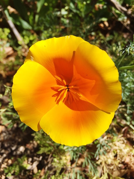 Close-up de uma flor amarela