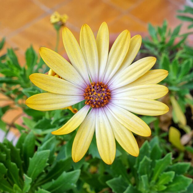 Foto close-up de uma flor amarela