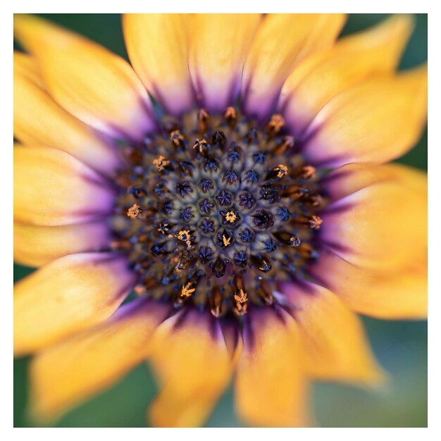 Foto close-up de uma flor amarela