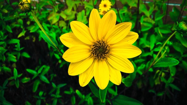 Close-up de uma flor amarela