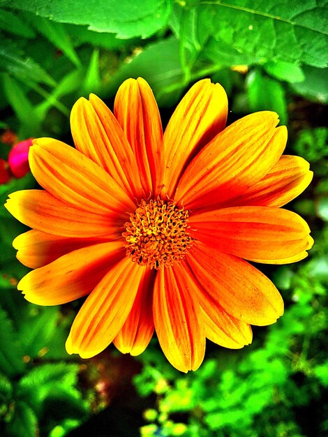 Foto close-up de uma flor amarela