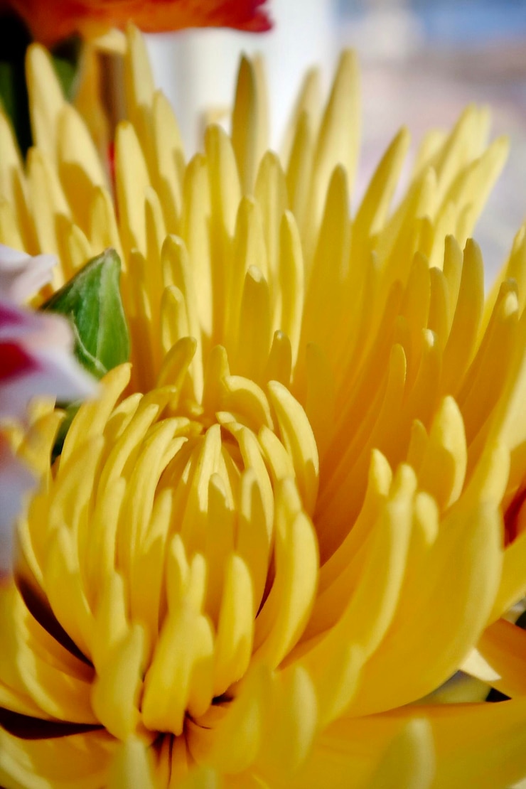 Foto close-up de uma flor amarela