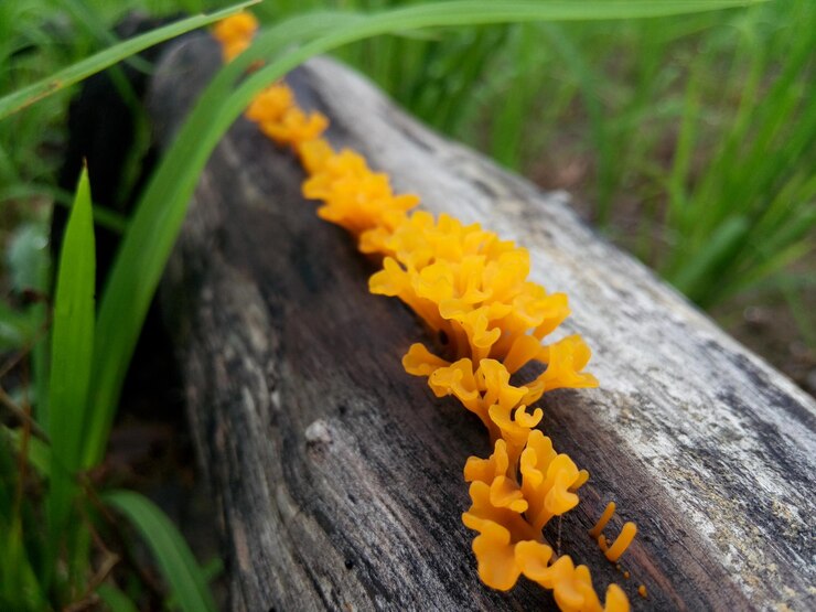 Foto close-up de uma flor amarela