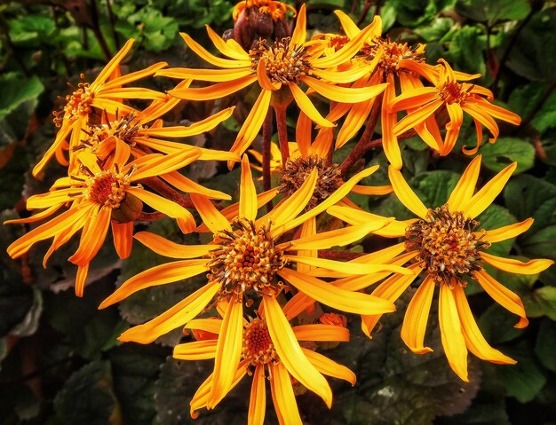 Foto close-up de uma flor amarela