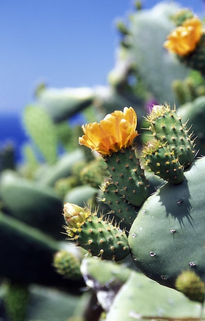 Close-up de uma flor amarela