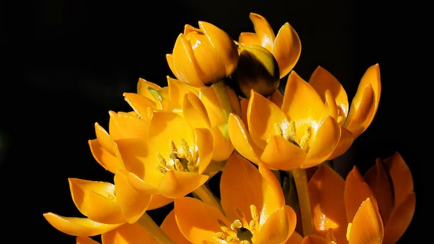 Close-up de uma flor amarela