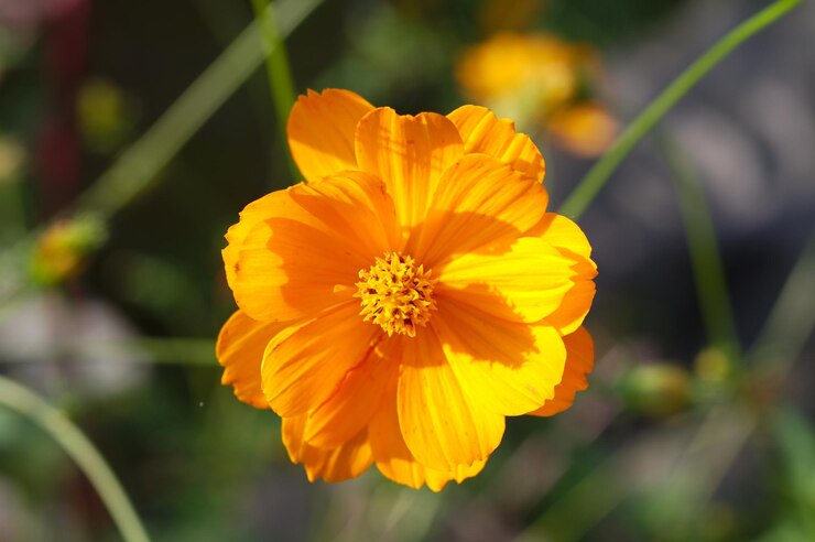 Foto close-up de uma flor amarela