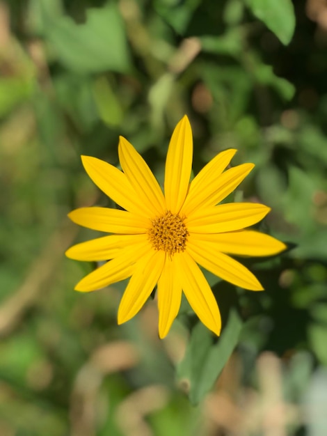 Foto close-up de uma flor amarela