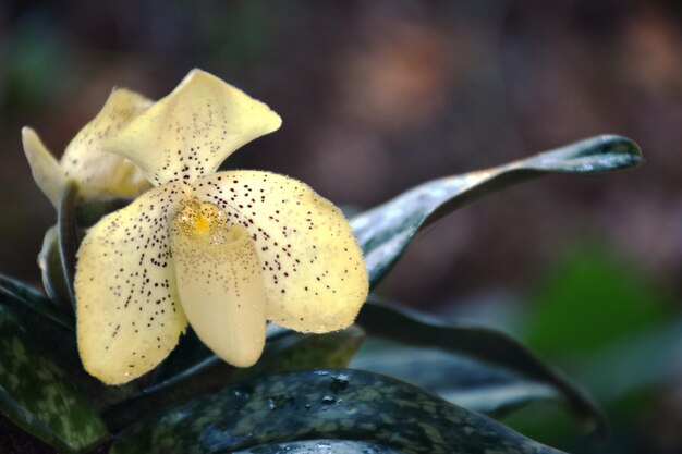 Foto close-up de uma flor amarela