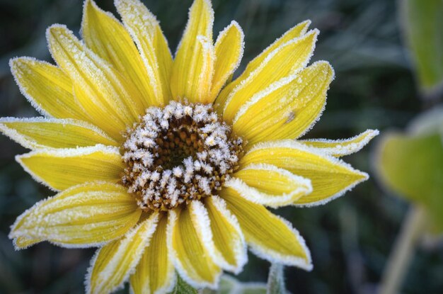 Foto close-up de uma flor amarela