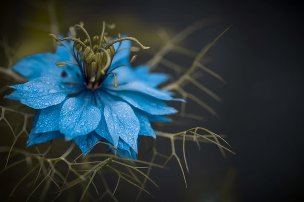 Close-up de uma flor azul florescendo ao ar livre