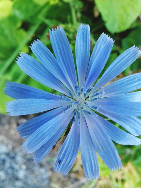 Foto close-up de uma flor azul