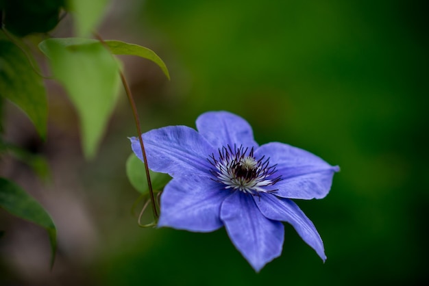 Close-up de uma flor azul