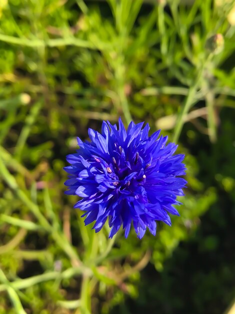 close up de uma flor azul