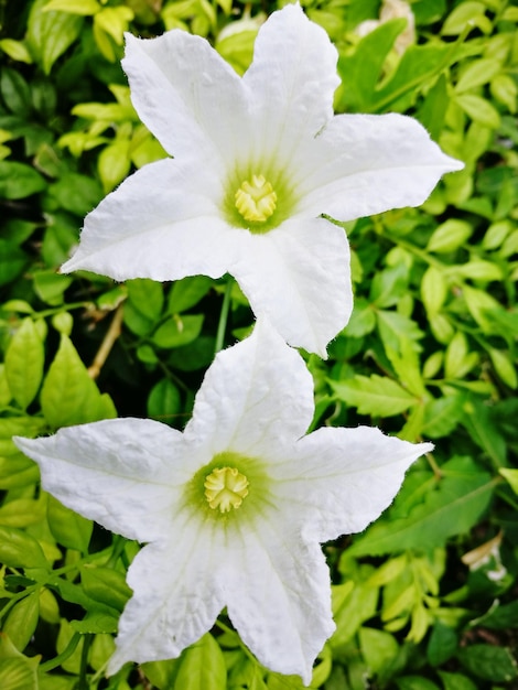 Foto close-up de uma flor branca florescendo ao ar livre