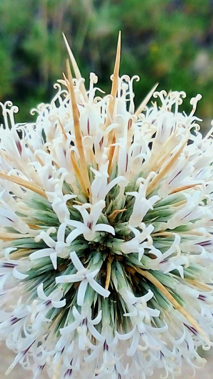 Foto close-up de uma flor branca florescendo ao ar livre