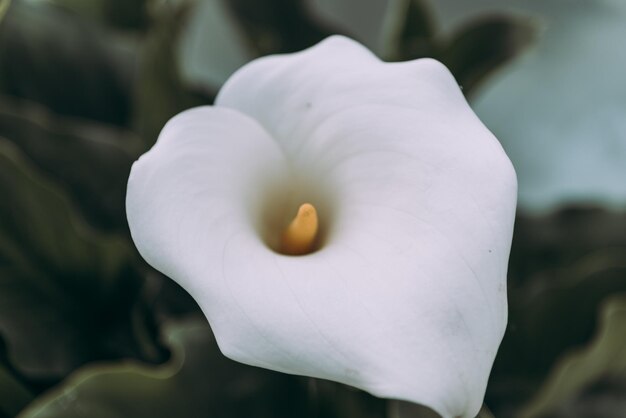 Close-up de uma flor branca florescendo ao ar livre