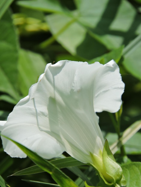 Foto close-up de uma flor branca florescendo ao ar livre