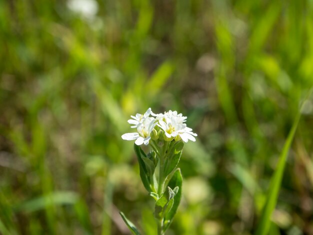 Close-up de uma flor branca Hoary Alyssum em um dia claro. fundo desfocado, foco seletivo