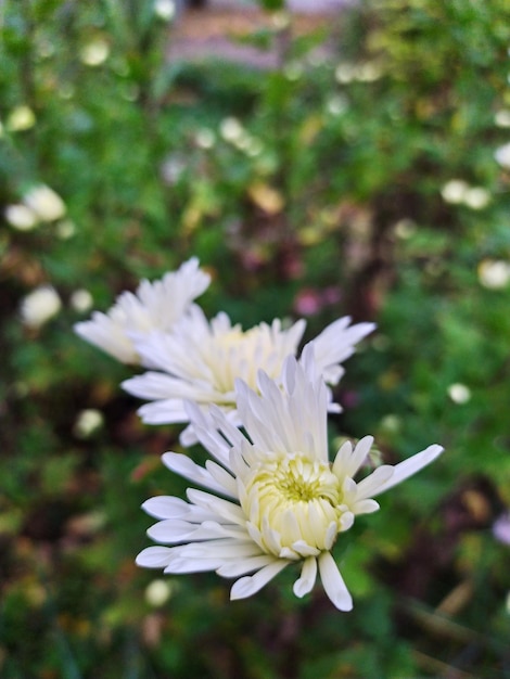 Foto close-up de uma flor branca no campo