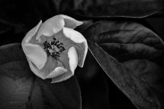 Close-up de uma flor branca