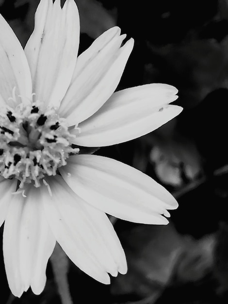 Foto close-up de uma flor branca
