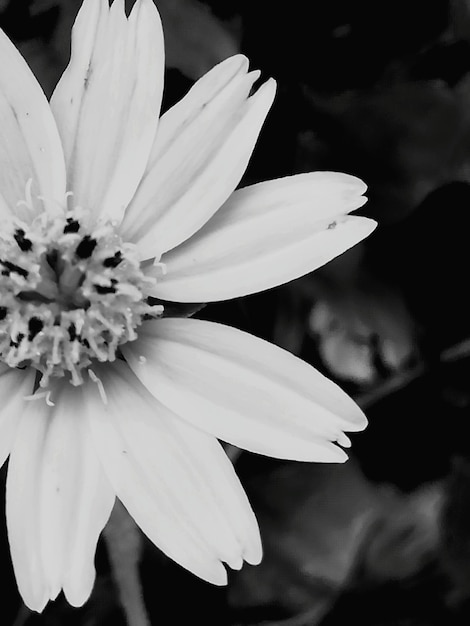 Close-up de uma flor branca