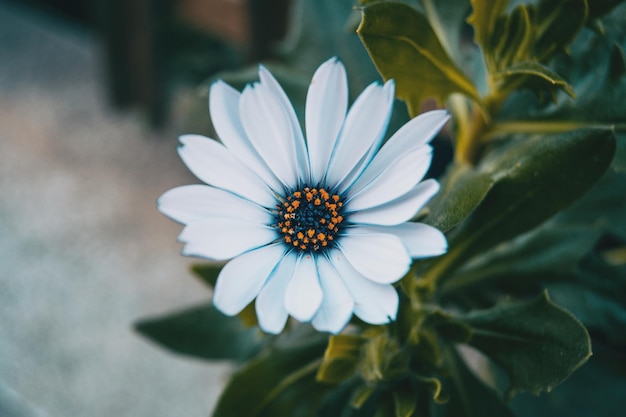 Close-up de uma flor branca