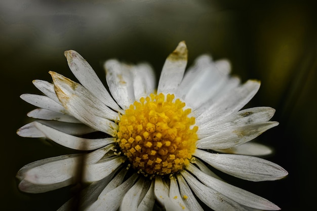 Foto close-up de uma flor branca