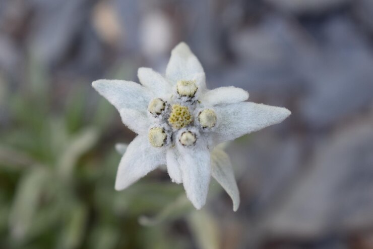 Foto close-up de uma flor branca