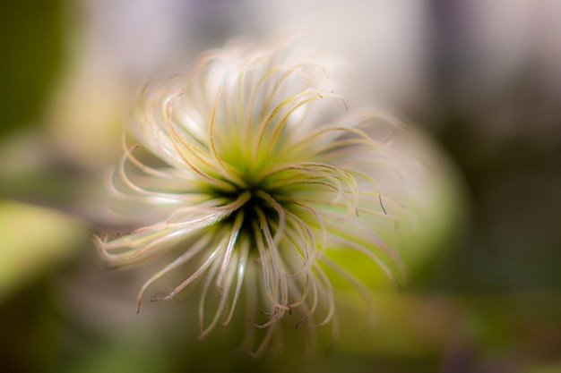 Close-up de uma flor branca