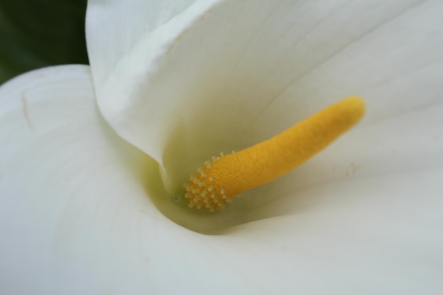 Foto close-up de uma flor branca