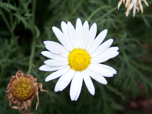 Close-up de uma flor branca