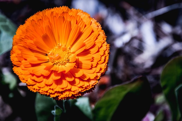 Foto close-up de uma flor branca