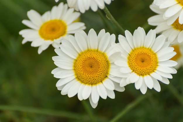 Close-up de uma flor branca