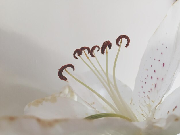 Foto close-up de uma flor branca