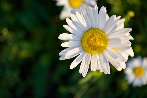 Close-up de uma flor branca