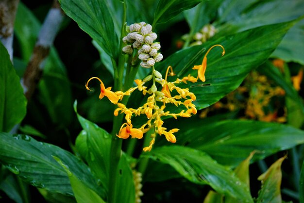 Close-up de uma flor crescendo na planta