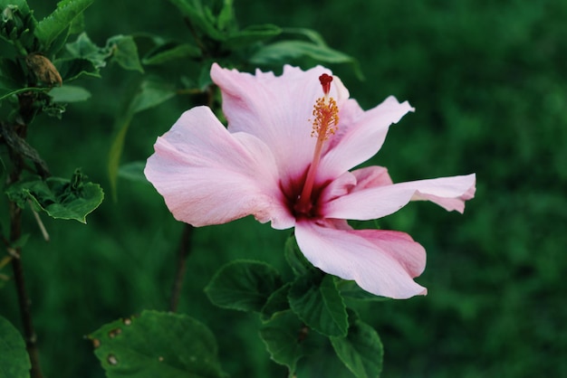 Close-up de uma flor crescendo no parque