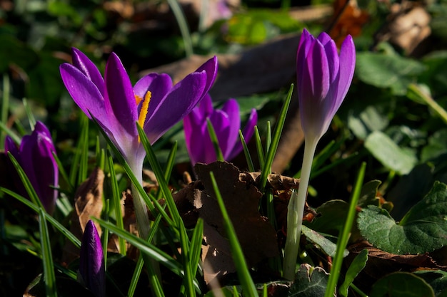 close-up de uma flor de açafrão