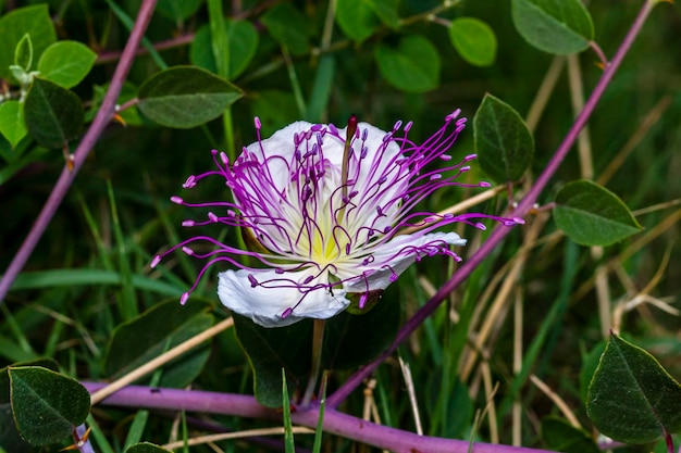 Foto close-up de uma flor de alcapara branca roxa