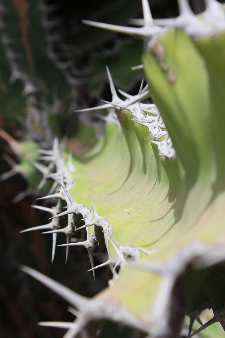 Foto close-up de uma flor de cacto em um dia ensolarado