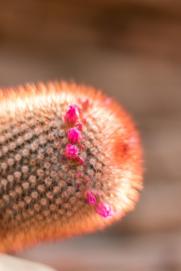 Foto close-up de uma flor de cacto rosa
