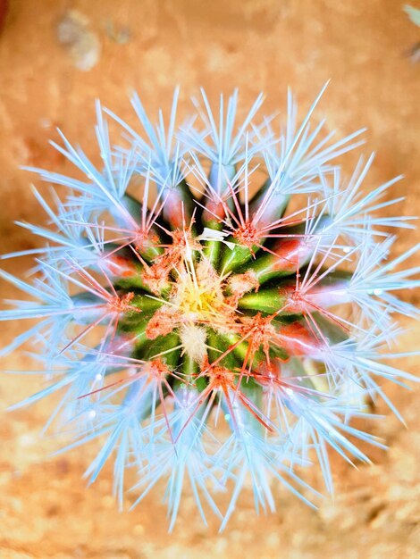 Foto close-up de uma flor de cacto