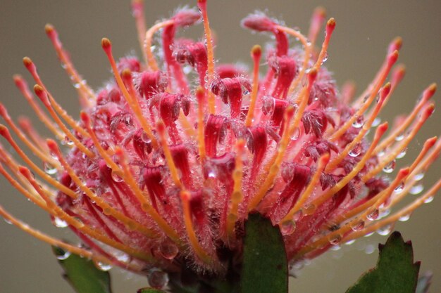 Foto close-up de uma flor de cactus rosa