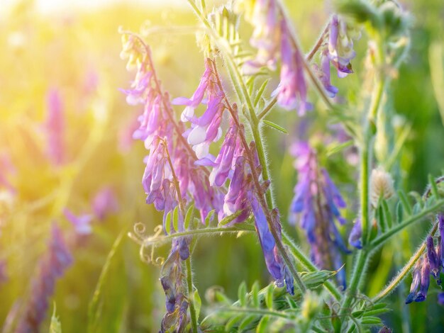 Close-up de uma flor de campo Vicia cracca com pétalas roxas brilhantes ao pôr do sol. O brilho do sol no canto da moldura. Erva daninha.