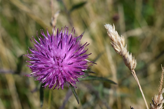 Close-up de uma flor de cardo roxo crescendo no campo